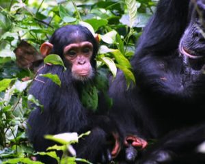 Uganda Safaris