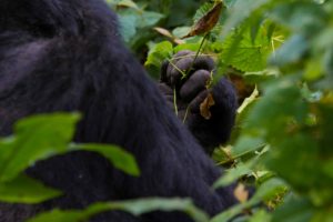15-days-uganda-tour-with-gorilla-trekking-experience