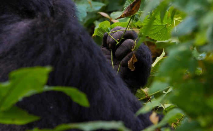 15-days-uganda-tour-with-gorilla-trekking-experience
