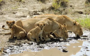 12 Days Luxury Tanzania Safari