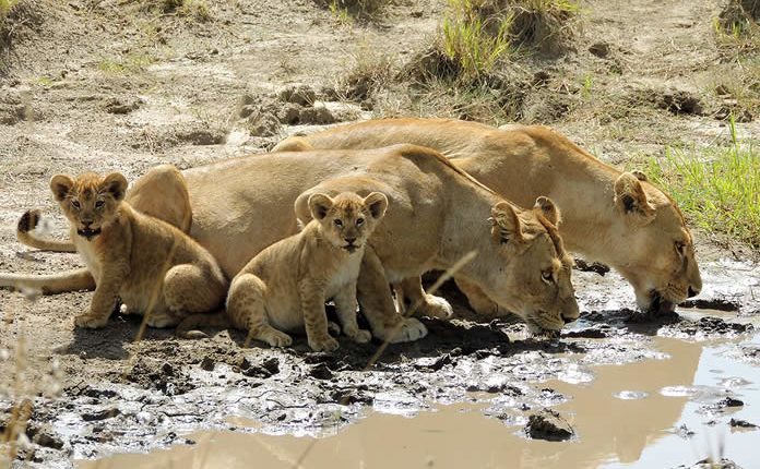 12 Days Luxury Tanzania Safari