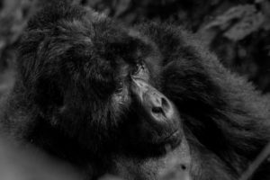 3-days-congo-gorilla-safari