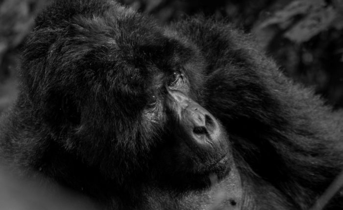3-days-congo-gorilla-safari