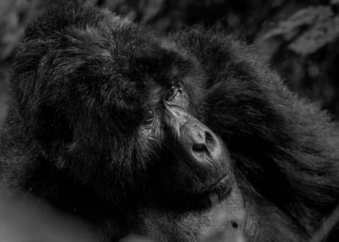 3-days-congo-gorilla-safari