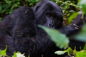 7-days-congo-gorillas-and-chimpanzee-trekking-with-gorilla-trekking-experience