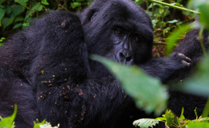 7-days-congo-gorillas-and-chimpanzee-trekking-with-gorilla-trekking-experience