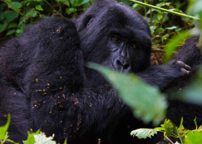 7-days-congo-gorillas-and-chimpanzee-trekking-with-gorilla-trekking-experience