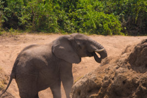 15 days Uganda Rwanda Congo