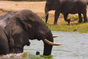 3 Days Rwanda wildlife Safari