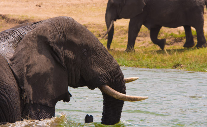 3 Days Rwanda wildlife Safari
