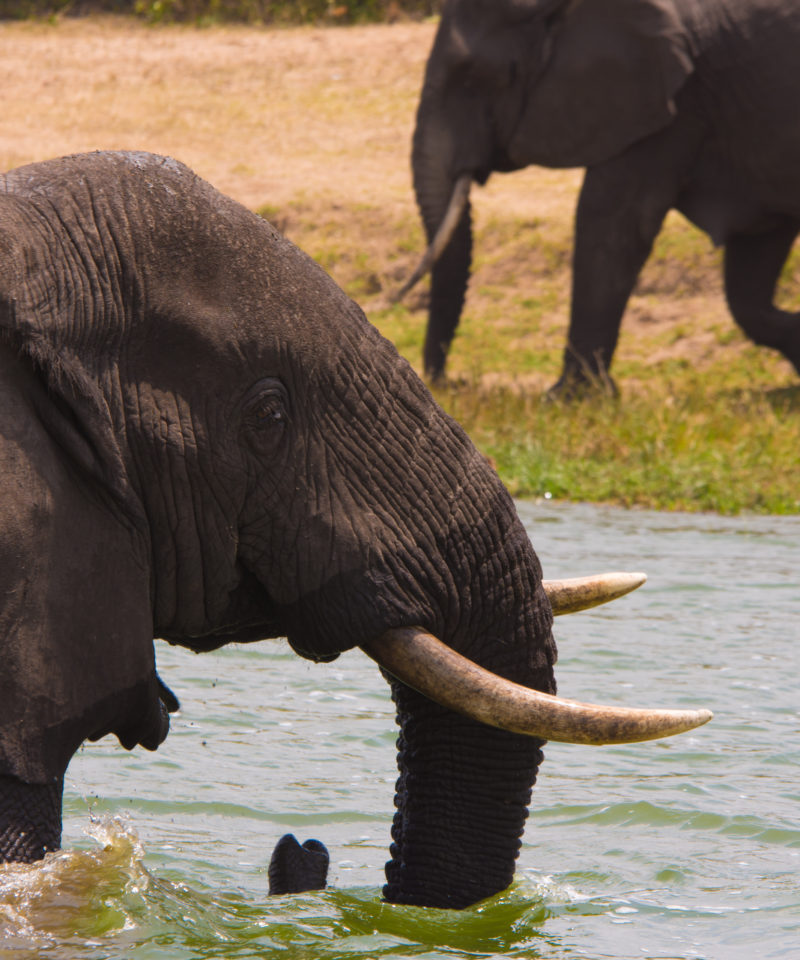 3 Days Rwanda wildlife Safari