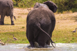 8 Days Gorillas wildlife