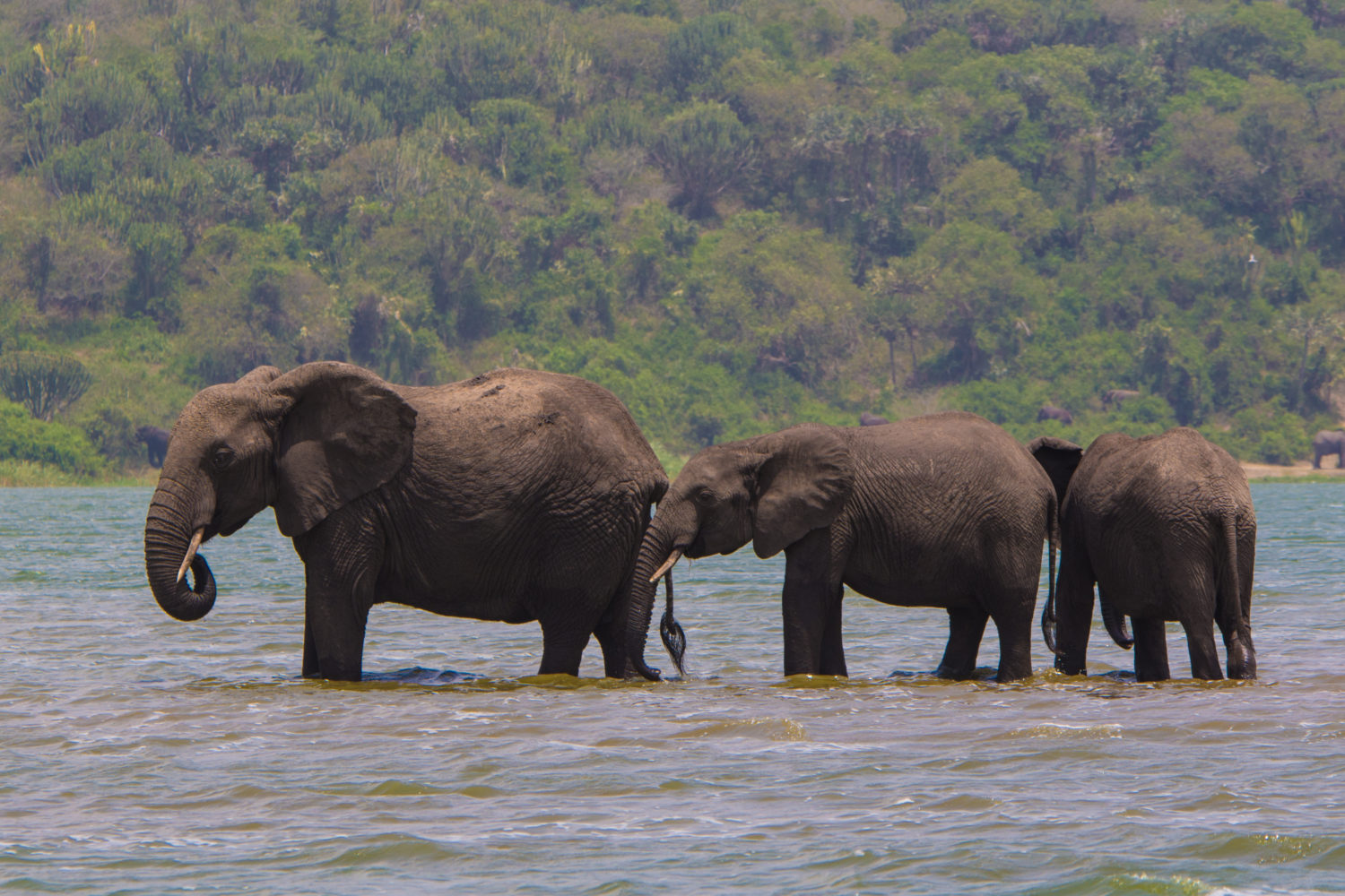 About us Africa Tours Adventure
