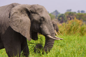 10 days Wildlife Gorillas