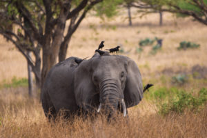 3 Day Uganda Gorilla Safari