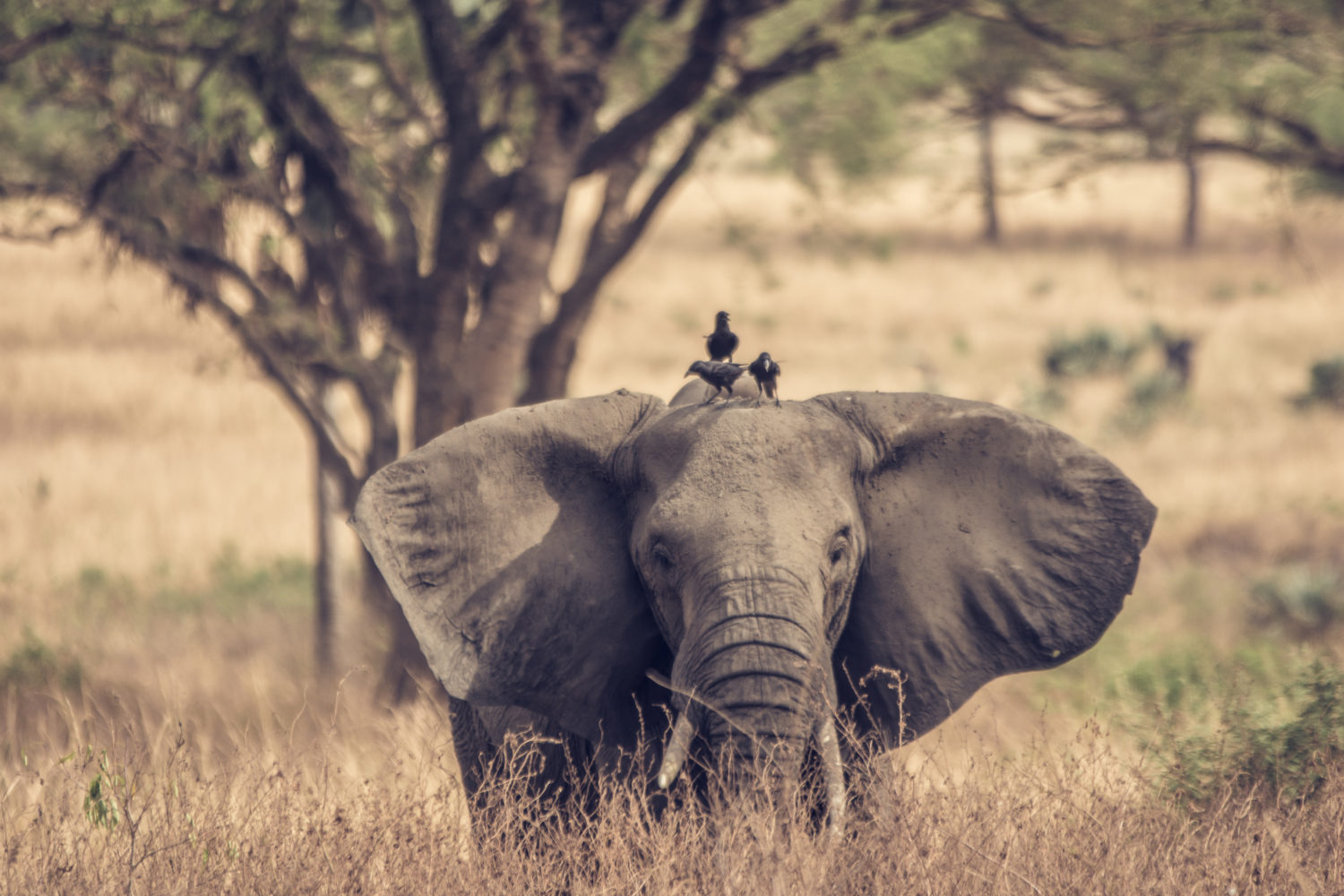 9 Days Tanzania Safari Tour