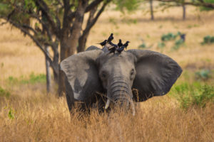 7 Days Wildlife Primates