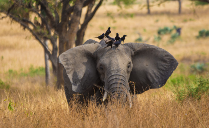 7 Days Wildlife Primates