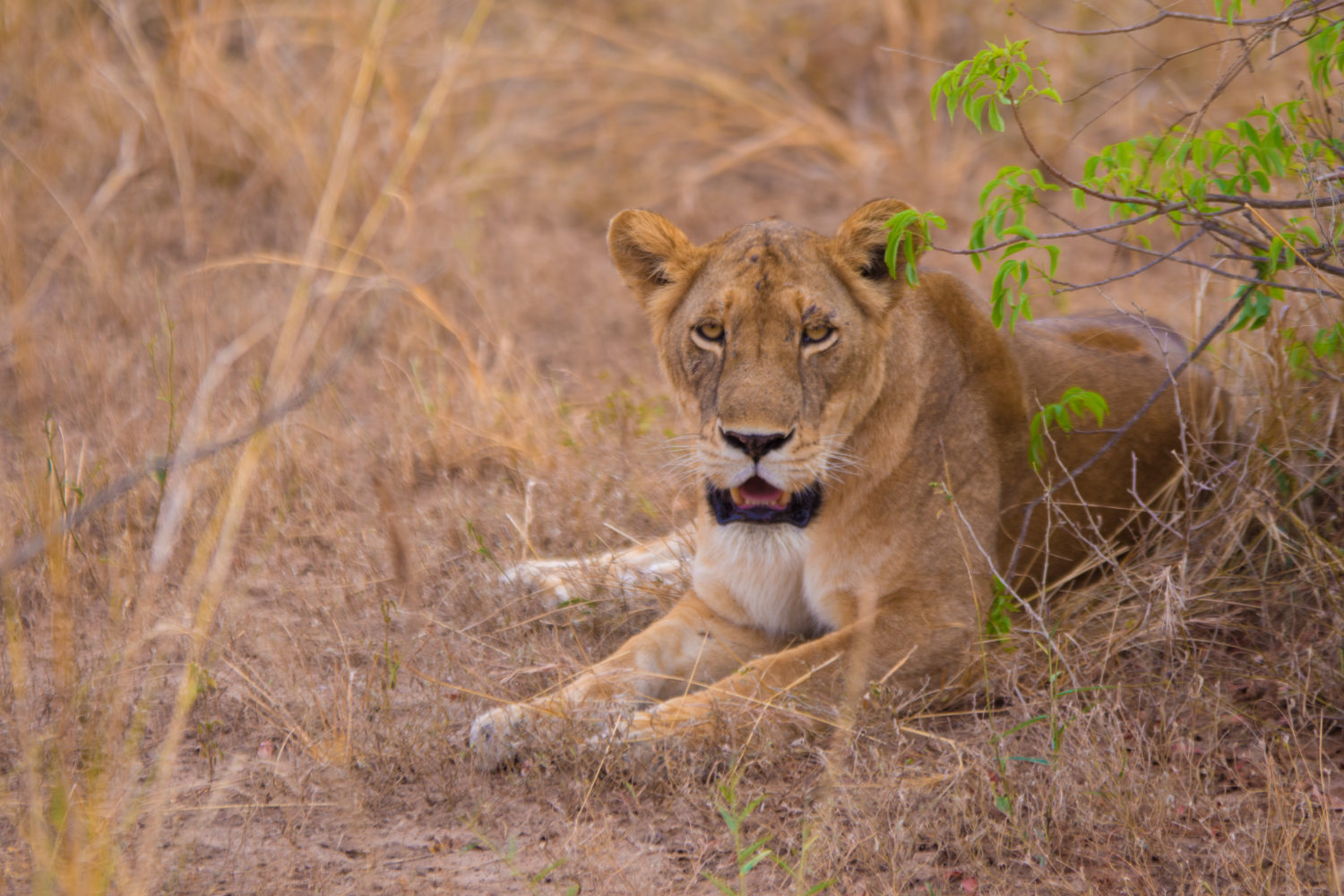 3 Days Murchison Falls national