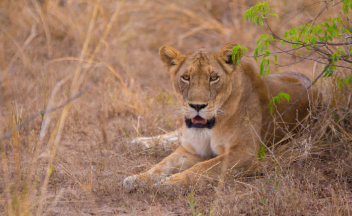3 Days Murchison Falls national