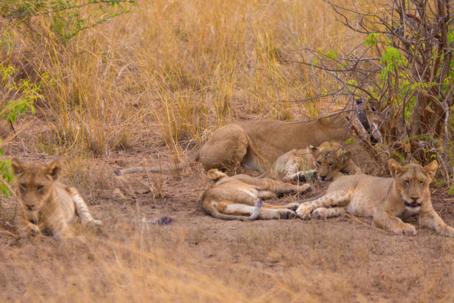 9 Days Tanzania Safari Tour