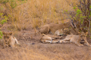 9 Days Tanzania Safari Tour