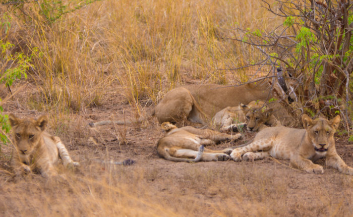 9 Days Tanzania Safari Tour