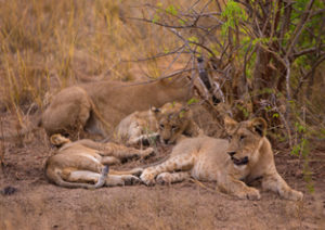 6 Days Gorillas Wildlife