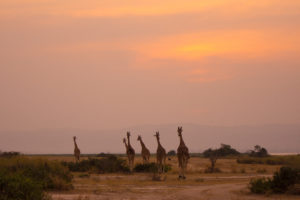 15 Days Uganda Safari
