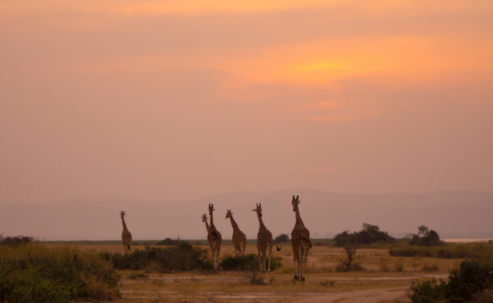 15 Days Uganda Safari