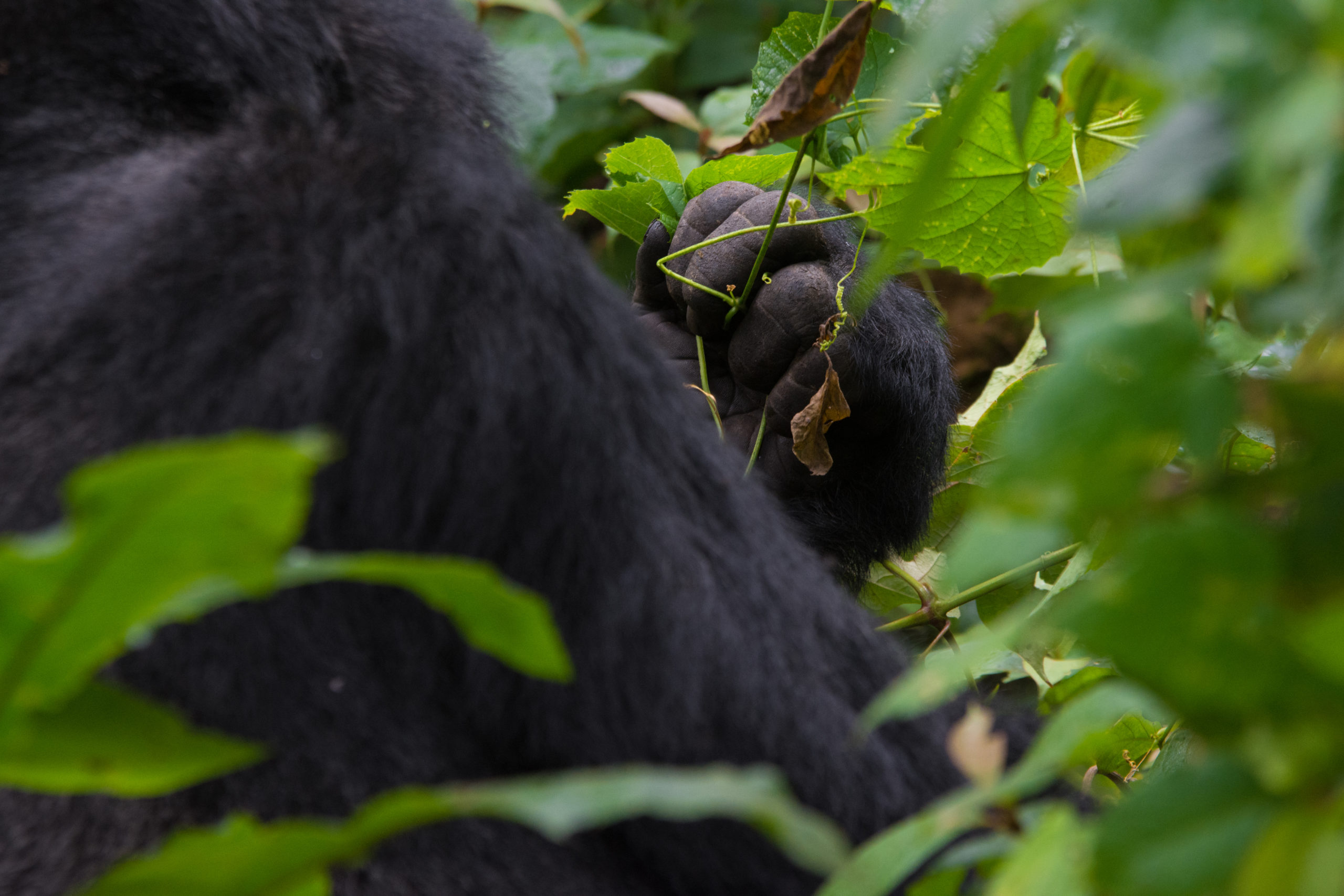 Gorilla Tracking Rules