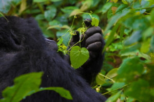 5 Days Rwanda Gorillas and primate walk