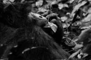 8 Days Rwanda Expedition