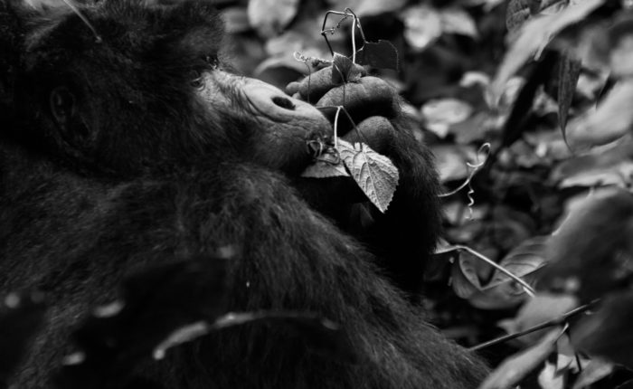 8 Days Rwanda Expedition