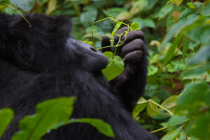 3 Days Rwanda Gorilla tour
