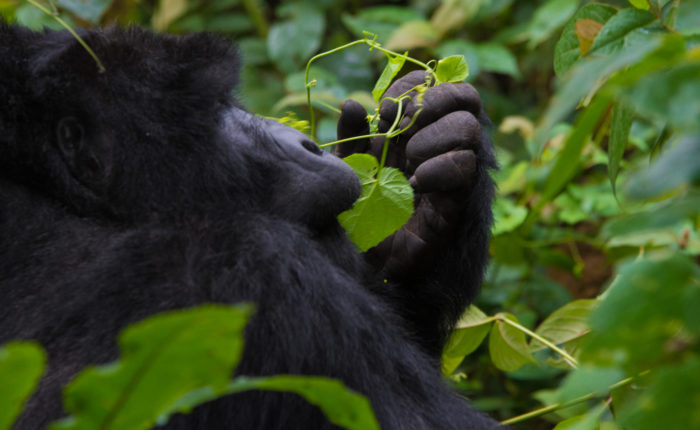 3 Days Rwanda Gorilla tour