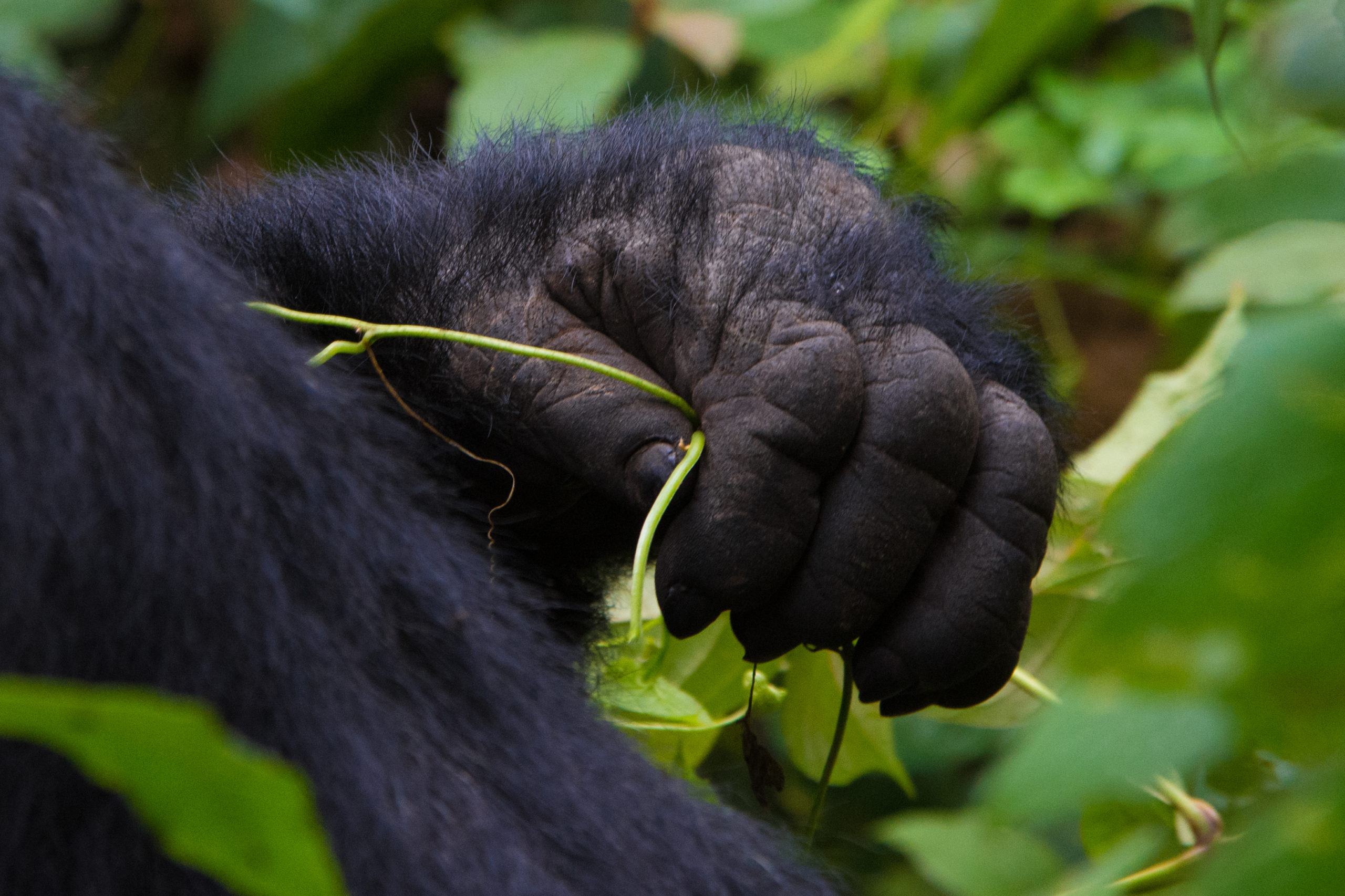 How to Book a Gorilla Permit