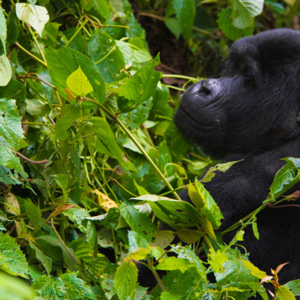 12 Days Rwanda Gorillas, primates & wildlife