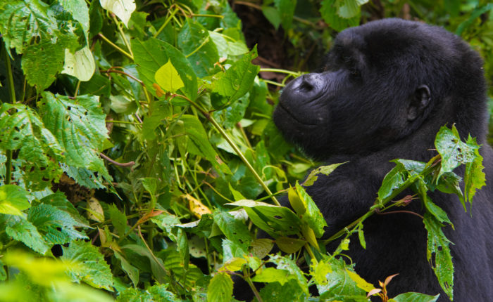 12 Days Rwanda Gorillas, primates & wildlife