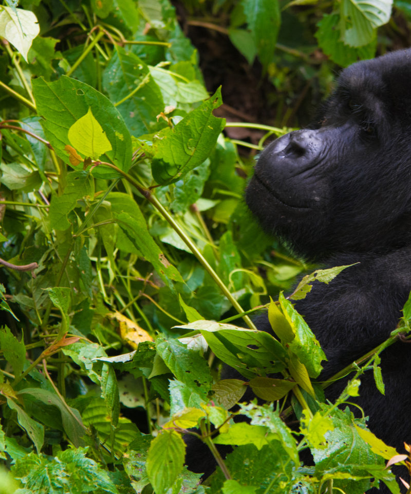 12 Days Rwanda Gorillas, primates & wildlife