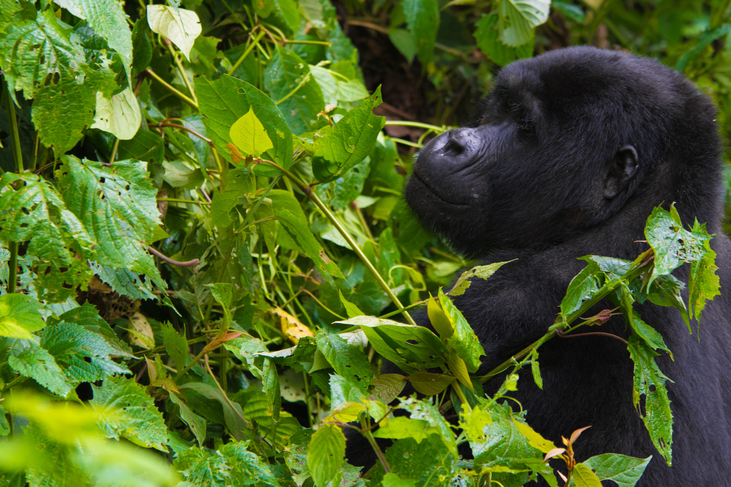 12 Days Rwanda Gorillas, primates & wildlife