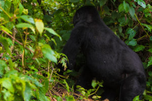 7 Days Rwanda safari