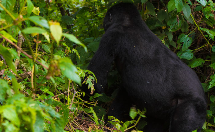 7 Days Rwanda safari
