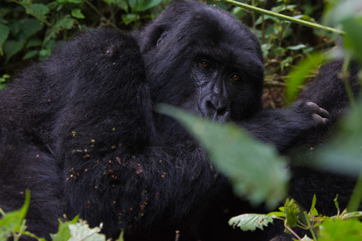 7 Days Congo Gorillas and Chimpanzee Trekking