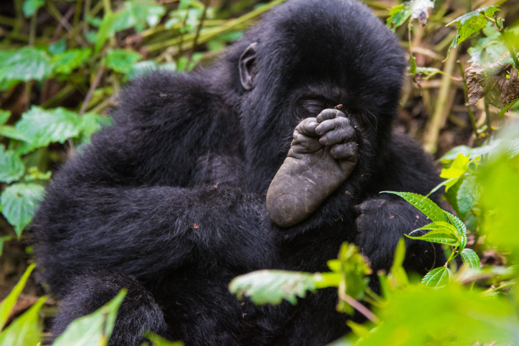 10 Day Uganda Rwanda & Congo Safari