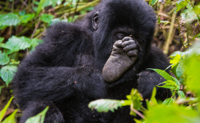 10 Day Uganda Rwanda & Congo Safari Tour