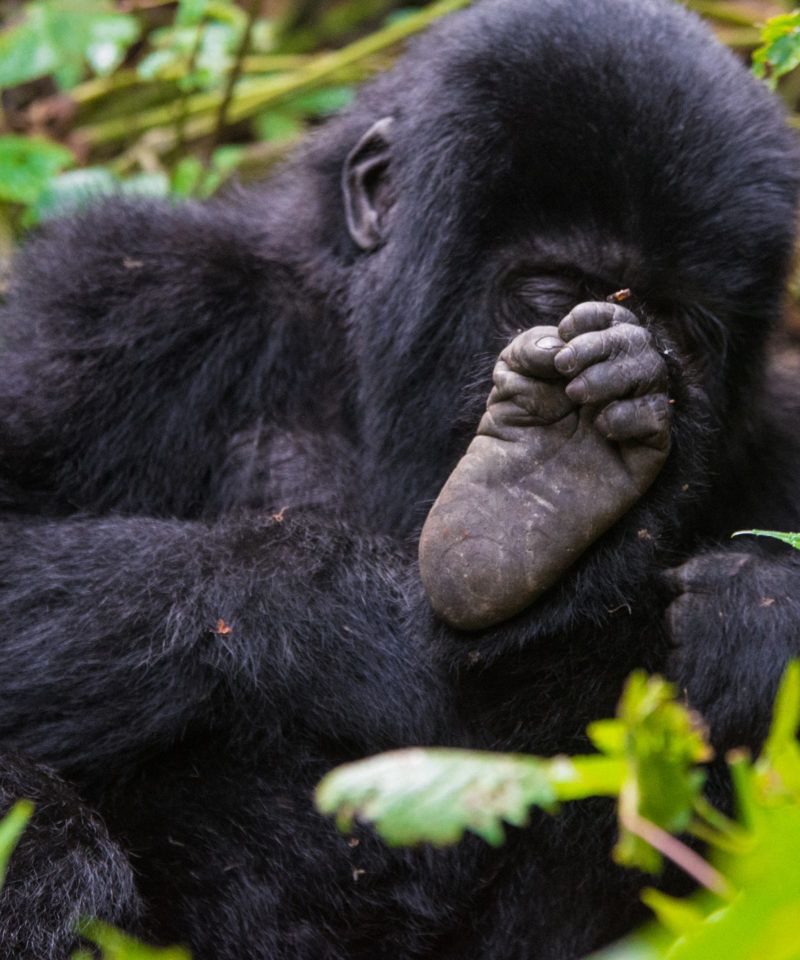 10 Day Uganda Rwanda & Congo Safari Tour