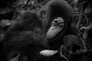 2 Days Rwanda Gorillas