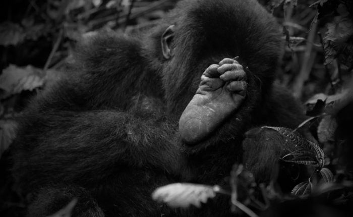 2 Days Rwanda Gorillas