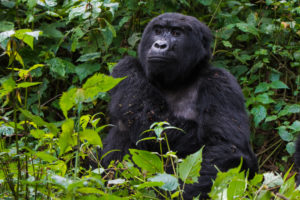 5 Days Bwindi & Queen